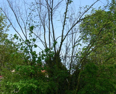 HOLENDERSKA CHOROBA WIAZOW_2